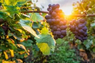Reben mit reifen Weintrauben und Sonnenstrahlen im Hintergrund.