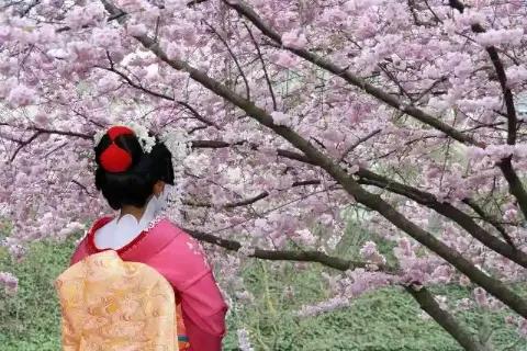 Eine Person in traditioneller japanischer Kleidung vor Kirschblüten.