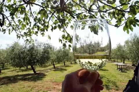 Ein Weinglas mit weißem Wein vor einem Olivenhain.