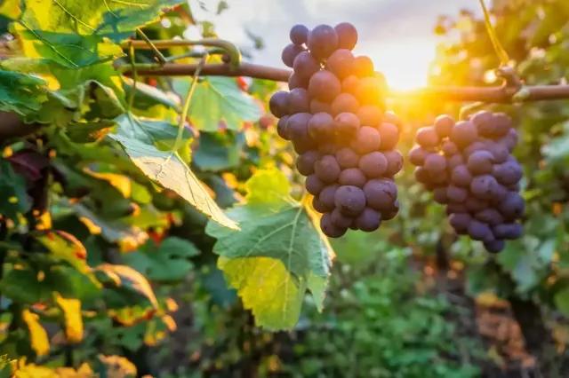 Reben mit reifen Weintrauben und Sonnenstrahlen im Hintergrund.