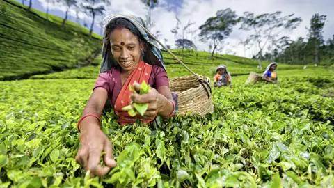 Auf unserer Rundreise für Singles und Alleinreisende durch Sri Lanka besuchen wir im Hochland eine Teeplantage. Die besten Teequalitäten werden von Hand gepflückt, die weniger guten mit Scheren geschnitten. Tee ist Sri Lankas Exportprodukt Nummer eins.