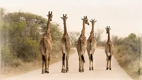 Viele Begegnungen besonderer Art erleben Sie auf unserer Südafrikareise für Singles und Alleinreisende zu den Höhepunkten des Landes. Hier im Krüger-Nationalpark etwa gehen auch Giraffen gerne auf Wandertour!