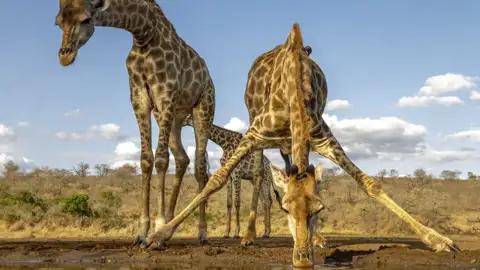 Auf Tuchfühlung mit der Tierwelt gehen wir auf dieser 14-tägigen Familien-Studienreise nach Südafrika.