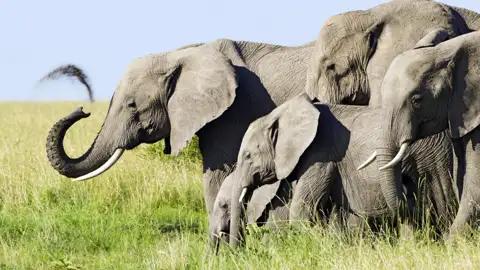 Die imponierenden Elefantenherden im Tarangire-Nationalpark in Tansania grüßen uns bei unserer Studienreise schon von Weitem lautstark.