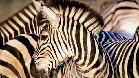 Zebras sehen wir bei unserer Studiosus Rundreise durch den Süden Südafrikas in verschiedenen Nationalparks, u.a. im Addo-Elephant-Nationalpark und im Mountain-Zebra-Nationalpark.