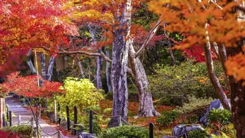 Gemeinsam schreiten wir auf der 15-tägigen Studienreise Japan - Herbstlaubfärbung durch die Gärten von Kyoto und genießen die Stimmung.