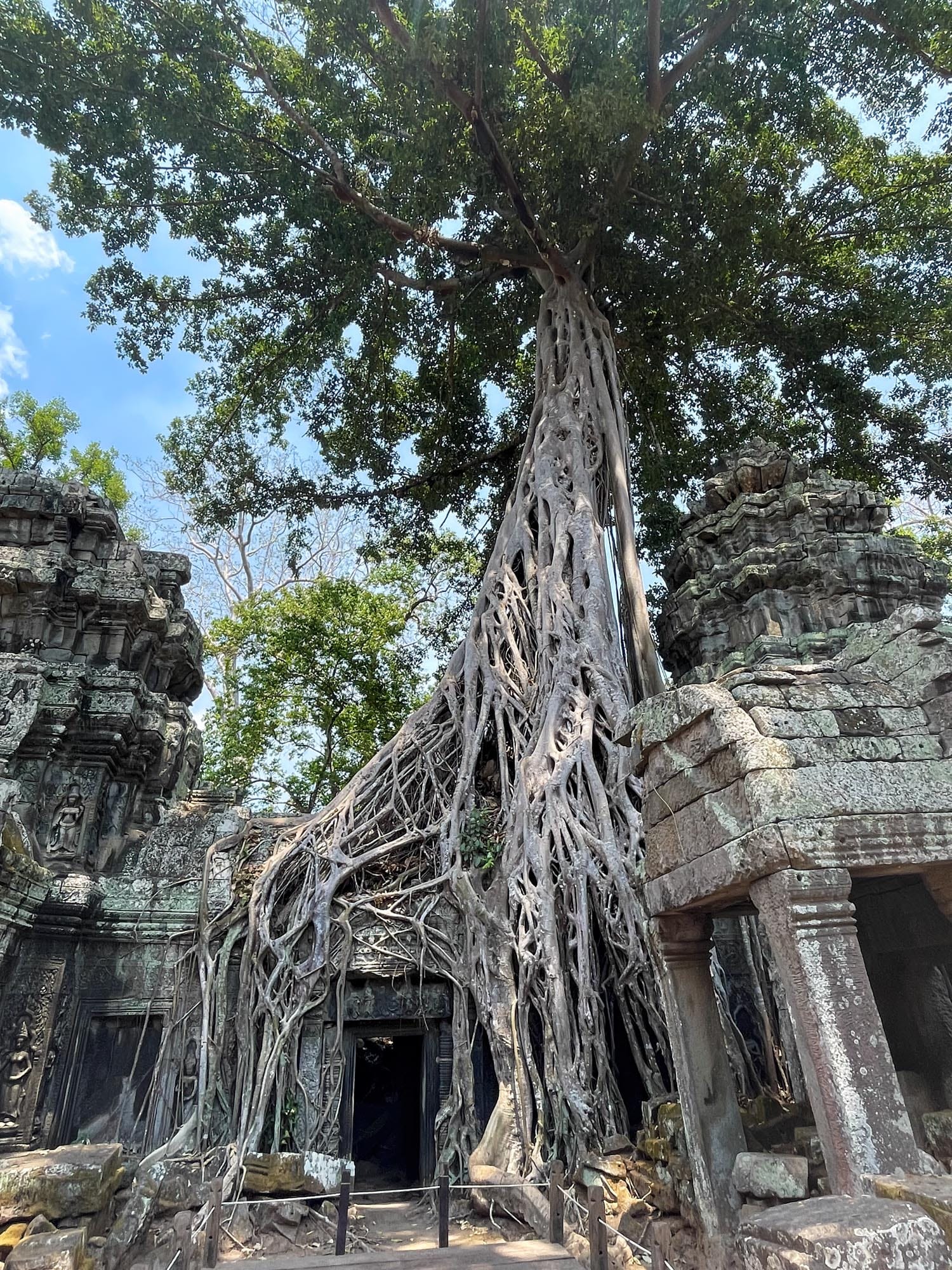 Wie im Dschungelbuch: Die mystische Tempelanlage von Ta Prohm bei Angkor ist fest im Griff von Würgefeigen.