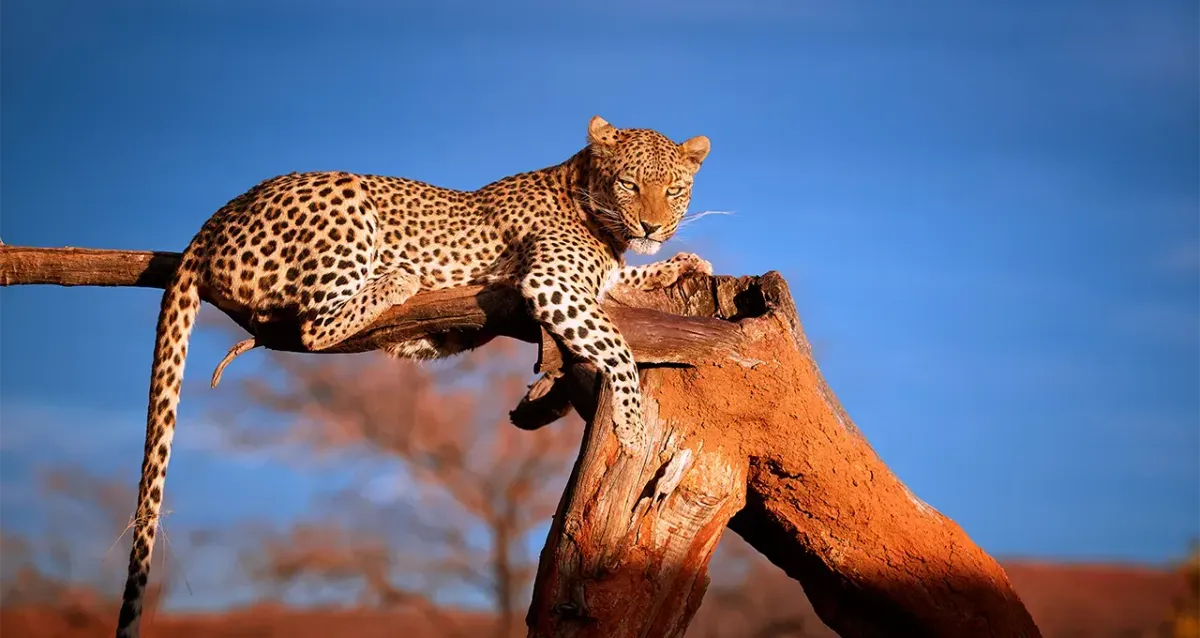 Leoparden auf Sendung