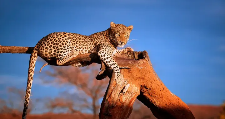 Ein Leopard liegt auf einem Baumstamm.