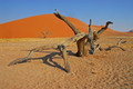 Mehr als Wüstenromantik: Warum es sich lohnt, jetzt nach Namibia zu reisen